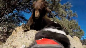Bear Scrambles Up Tree As Specially Trained Dogs Chase It Away