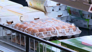 "Egg Prices Expected to Stabilize in Second Half with Increased Production, but Consumers Still Feel the Pinch"