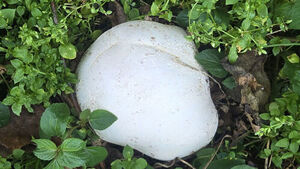 Rare Calvatia nipponica Mushroom Discovered in Namwon Apple Orchard for 6th Consecutive Year