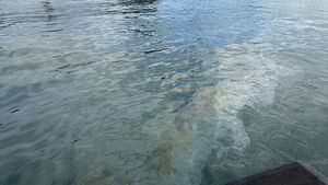 Oil Slick Discovered Near Gunsan's Jangja Bridge; Coast Guard Investigating Potential Intentional Discharge