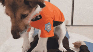 Like Firefighter Dad, Pushing Down with Both Paws... 'CPR Dog' Hits 1.8 Million Views