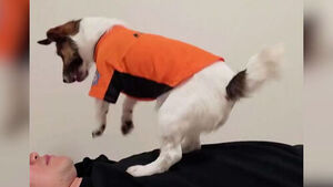 Pressing Paws on the Chest... The Star of a Video With 1.8 Million Views