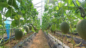 Yanggu Melons Begin Full-Scale Shipment... Stronger Support for Young Farmers
