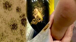 Shocking State of Items After Storage Moving: "Droppings and Larvae Everywhere"