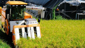 Rice Harvest Begins After Overcoming Drought and Heavy Rain