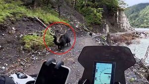 Suddenly Met With A Bang&hellip; Why a Yak Charged at a Driver