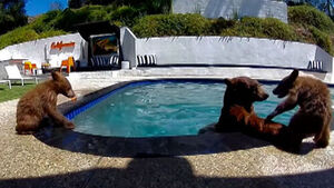 Uninvited Guests Visit Swimming Pool Every Year... Even Provided with Floaties by Owner