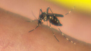 "Hardly Seen This Summer... Autumn Mosquitoes' Swarm as Weather Turns Cooler
