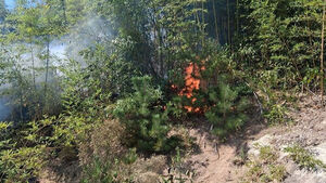 Wildfire in Muan Extinguished in 1 Hour and 40 Minutes... "Started While Burning Trash"