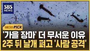 [에디터픽] '가을 장마' 더 무서운 이유..2주 뒤 날개 펴고 '사람 공격'