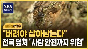 [에디터픽]"버려야 살아남는다"..전국 덮쳐 "사람 안전까지 위협"