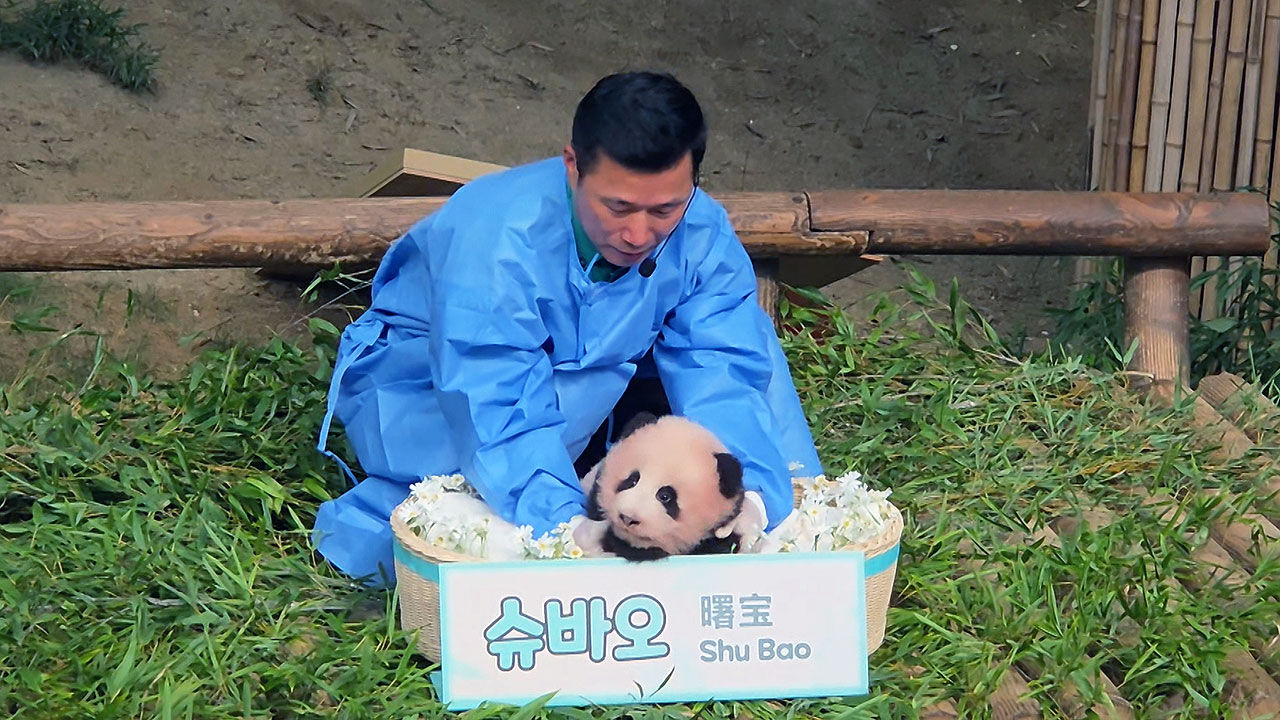 Everland's youngest panda 'Shubao'