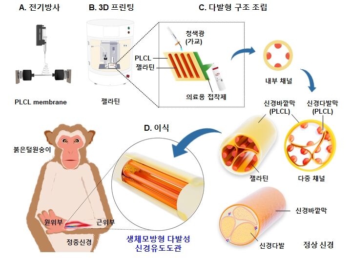Fabrication and transplantation of the bioinspired multi-channel nerve conduit (Photo: Provided by KIST, Yonhap News)
