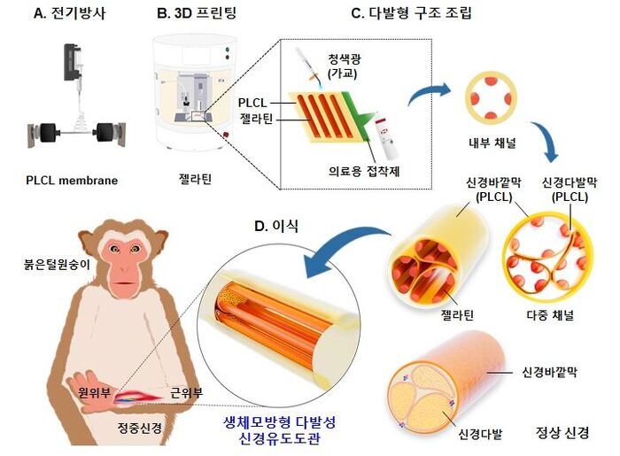 생체 모방형 다발형 신경도관 제작과 이식 (사진=KIST 제공, 연합뉴스)