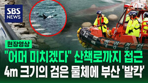 [현장영상] "어머 미치겠다" 부산 공원 수로에 나타난 '검은 물체'