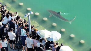 Crowds Flock to Busan's North Port to See Lost Shark