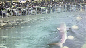 Over 20,000 People Flock to See a Star Shark... Busan's North Port Enjoys 'Shark Boom'