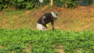 "Deferral of Dispositions for Habitual Violations"... Can the Government Placate Farmers?