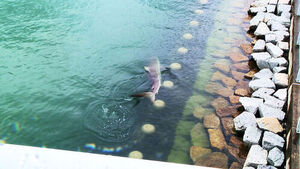 "It's a Shark!" Over 20,000 Visitors Flock to Busan's North Port, Turning It Into a Hot Spot