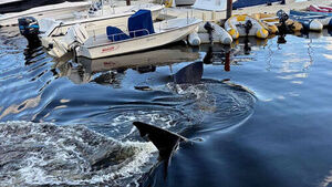Sharks Spotted in Canada Too... Dozens Gather in Amazement