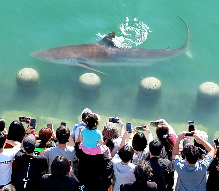 Citizens capture a shark that appeared in the waterway at the Busan Port North Port Waterfront Park in Dong-gu, Busan, on the 20th. (Photo: Yonhap News)