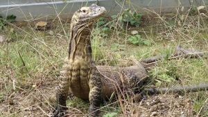 World's Largest Lizard, Rescued from Smuggling, to Be Publicly Exhibited Starting September 23