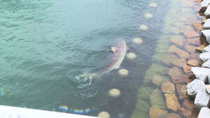 Shark 'Bukang-i' Shows Signs of Extended Stay&hellip; Authorities Consider Guiding It Out to Open Sea After Chuseok Holiday
