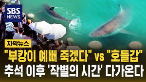 Shark in Busan Port to Be Guided Back to Open Sea After Chuseok