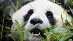 China's "Symbols of US-China Friendship" Pandas Pingping and Fusuang Depart for US
