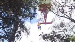 Autumn Bee Sting Alert: Man in 30s Collapses While Hiking