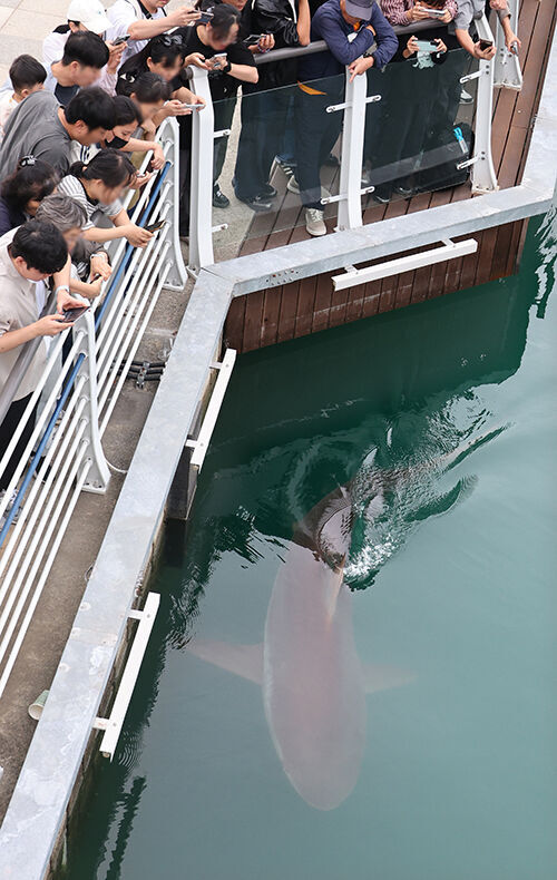Citizens watch the shark 'Bukang-i' swimming early in the morning in the waterway of the North Port Waterfront Park in Dong-gu, Busan, on the 27th, the last day of the Chuseok holiday.