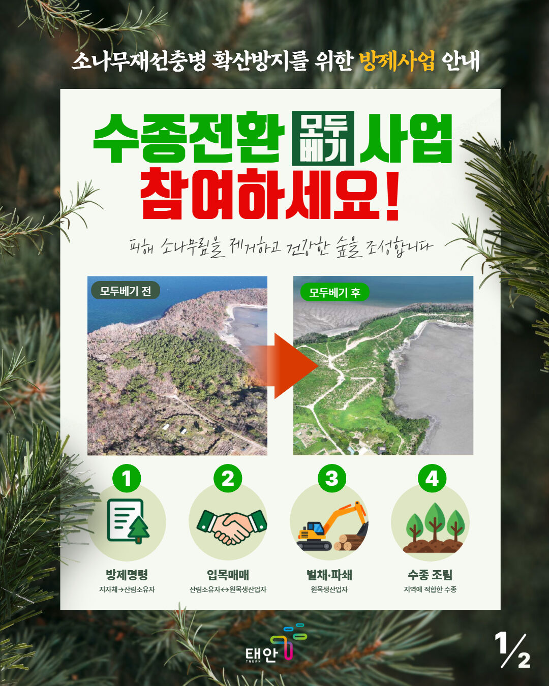 Taean-gun to Cut Down All Pine Trees in Pine Wilt Disease-Affected Areas (Photo courtesy of Taean-gun, Yonhap News)