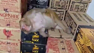 Passing Out on a Liquor Box... The Absurd Identity of an Intoxicated "Customer"