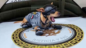 Small but Mighty: The 13-Month-Old Chihuahua Making Waves as a National Icon