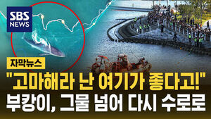 Shark Bukang Returns to Waterway Just a Day After Net Rescue Attempt