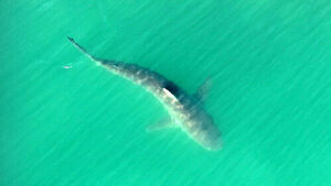 Shark 'Bukang' Returns Past Net... Starving for 16 Days?