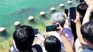 Shark 'Bukang-i' Stays in Artificial Waterway, Surpasses 1 Million Visitors