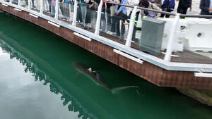 Shark 'Bukang-i' Draws Over 1 Million Visitors to Busan Waterfront Park Artificial Waterway