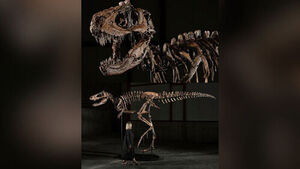 Ultra-Rich Drive Fever for Dinosaur Fossils, with Top Prices Exceeding 60 Billion Won