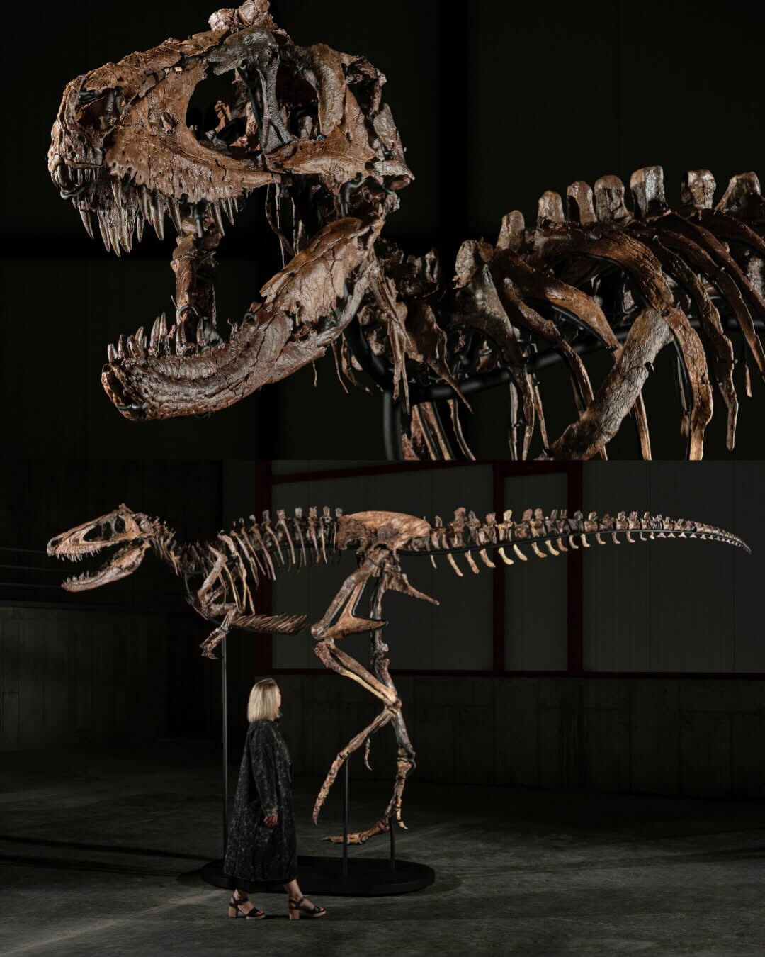 The Nanotyrannus fossil named 'Jodi' (Photo: Screen capture from Sotheby's Facebook account post, Yonhap News)