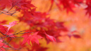 Getting Ready to Change Into 'Red'&hellip; When Is Foliage at Its Peak?