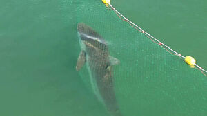 Identity of "Bukang-i" Revealed: Endangered Female Silky Shark