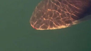 Abrasions Found on 'Bukangi' After 20 Days in Busan North Port