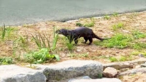 Following 'Bukang-i', a New Visitor Appears... What Is 'Oncheoni' in Oncheoncheon Stream?