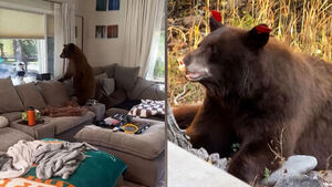 Uninvited Guest Appears in the Middle of Living Room... Home Left in Chaos