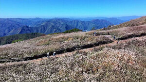 Silver Waves Across the Mountains... Silver Grass in Full Bloom at Mount Mindung