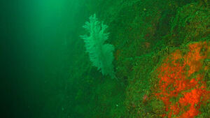 A Glimpse into the South Sea Reveals Disappearing 'Marine Forests'