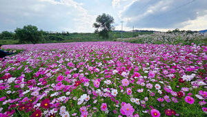 43,000-Square-Meter Cosmos Field in Full Bloom&hellip; A Autumn Stroll to Sejong's Yongsucheon Stream