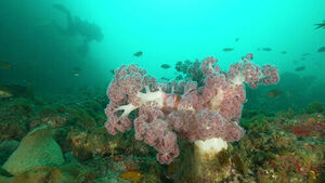 Looking Into the Southern Sea... The Disappearing 'Marine Forests'