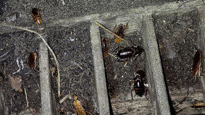 From a Few Sightings to Permanent Resident: Foreign Cockroach Species Establishes Foothold in South Korea